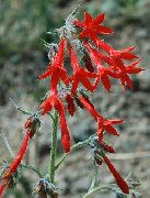 rød Blomst Stående Sypress, Scarlet Gilia (Ipomopsis) bilde
