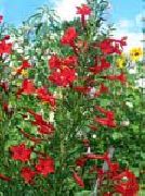 červená Květina Stojí Cypřiš, Šarlatové Gilia (Ipomopsis) fotografie