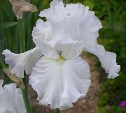biały Kwiat Brodaty Iris (Iris barbata) zdjęcie