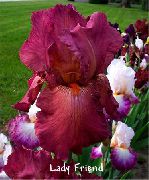 burgundy Blóm Iris (Iris barbata) mynd
