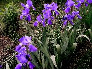 purpurowy Kwiat Brodaty Iris (Iris barbata) zdjęcie