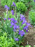 niebieski Kwiat Brodaty Iris (Iris barbata) zdjęcie
