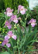 garden flowers lilac Iris Iris barbata photos, description, cultivation and planting, care and watering
