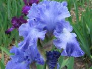 jasnoniebieski Kwiat Brodaty Iris (Iris barbata) zdjęcie