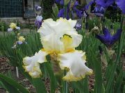 žuti Cvijet Iris (Iris barbata) foto