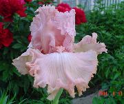 ვარდისფერი ყვავილების Iris (Iris barbata) ფოტო