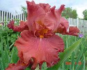 rauður Blóm Iris (Iris barbata) mynd