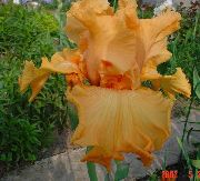 narančasta Cvijet Iris (Iris barbata) foto