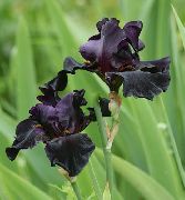 黒 フラワー アイリス (Iris barbata) フォト