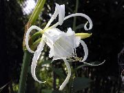 bijela Cvijet Pauk Ljiljan, Ismene, More Narcis (Hymenocallis) foto