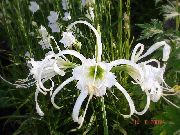 alb Floare Spider Crin, Ismene, Narcisă Mare (Hymenocallis) fotografie