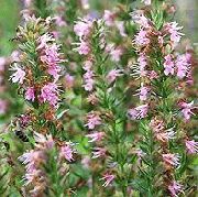roze Bloem Hysop (Hyssopus officinalis) foto