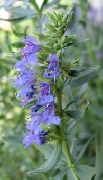 gaiši zils Zieds Izops (Hyssopus officinalis) foto