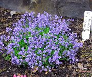 garden flowers light blue Milkwort Polygala  photos, description, cultivation and planting, care and watering