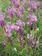 garden flowers lilac Polygala amara  Polygala amara  photos, description, cultivation and planting, care and watering