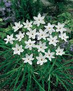 hvid Blomst Foråret Starflower (Ipheion) foto