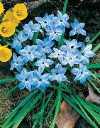 luz azul Flor Primavera Starflower (Ipheion) foto