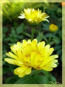 gul Blomst Pot Morgenfrue (Calendula officinalis) foto