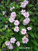 sārts Zieds Calystegia (Calystegia pubescens) foto