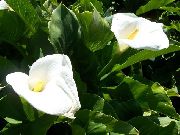 hvit Blomst Calla Lilje, Arum Lilje  bilde