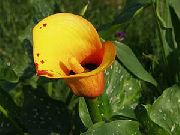 πορτοκάλι λουλούδι Calla Κρίνος, Κρίνος Arum  φωτογραφία