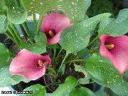 vaaleanpunainen Kukka Calla Lily, Arum Lilja  kuva