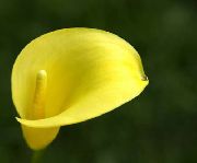 ყვითელი ყვავილების Calla ლილი, Arum ლილი  ფოტო