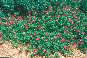 punainen Kukka Meksikolainen Winecups, Unikko Malva (Callirhoe involucrata) kuva