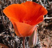 sarkans Zieds Sego Lilija, Tolmie Zvaigzne Tulpe, Matains Pussy Ausis (Calochortus) foto