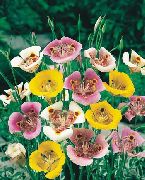 dzeltens Zieds Sego Lilija, Tolmie Zvaigzne Tulpe, Matains Pussy Ausis (Calochortus) foto