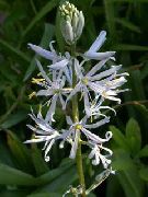 alb Floare Camassia  fotografie