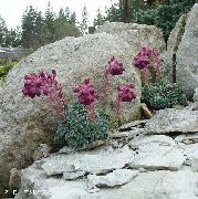 burgundia Floare Saxifraga  fotografie