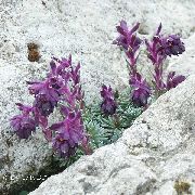 mor çiçek Saxifraga  fotoğraf