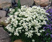 თეთრი ყვავილების Saxifraga  ფოტო