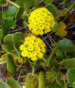 žltý Kvetina Piesok Verbeny (Abronia) fotografie