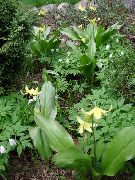 rumena Cvet Fawn Lily (Erythronium) fotografija