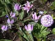 lilac Bláth Laogh Lile (Erythronium) grianghraf