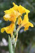 jaune Fleur Canna Lily, Usine De Tir Indien  photo