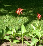 წითელი ყვავილების Canna ლილი, ინდოელი გასროლა მცენარეთა  ფოტო