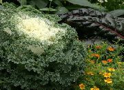 λευκό λουλούδι Ανθοφορία Λάχανο, Διακοσμητικά Λάχανο, Λάχανο, Σγουρό Λάχανο (Brassica oleracea) φωτογραφία