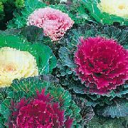 kırmızı  Çiçekli Lahana, Süs Lahana, Karalahana, Kıvırcık Lahana (Brassica oleracea) fotoğraf