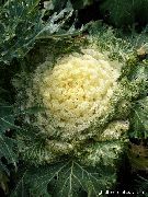 garden flowers yellow Flowering Cabbage, Ornamental Kale, Collard, Curly kale  Brassica oleracea  photos, description, cultivation and planting, care and watering