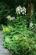 valkoinen Kukka Jättiläinen Lilja (Cardiocrinum giganteum) kuva