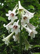 bijela Cvijet Div Ljiljan (Cardiocrinum giganteum) foto