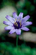 γαλάζιο λουλούδι Φυτό Αγάπη, Βέλος Του Θεού Έρωτα (Catananche) φωτογραφία