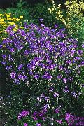 violet Floare Plantă Dragoste, Dart Lui Cupidon (Catananche) fotografie