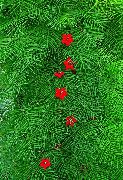 sarkans Zieds Kardināls Alpīnists, Ciprese Vīnogulāju, Indian Rozā (Ipomoea quamoclit) foto