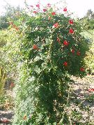 vermelho Flor Alpinista Cardeal, Videira De Cipreste, Rosa Indiano (Ipomoea quamoclit) foto
