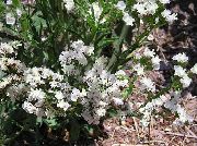 hvit Blomst Carolina Hav Lavendel (Limonium) bilde