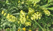 κίτρινος λουλούδι Καρολίνα Θαλάσσια Λεβάντα (Limonium) φωτογραφία